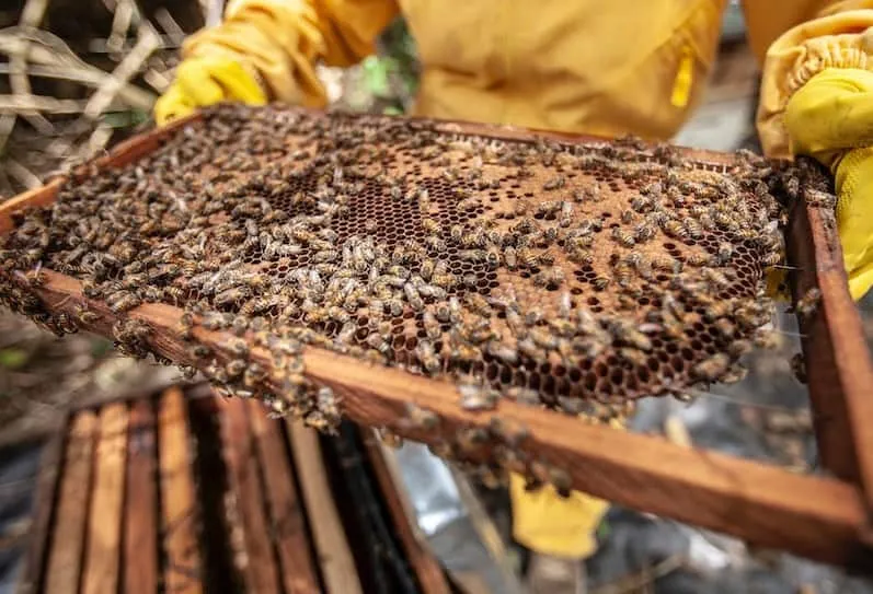A beekeeper looking at a hive where queens lay egg