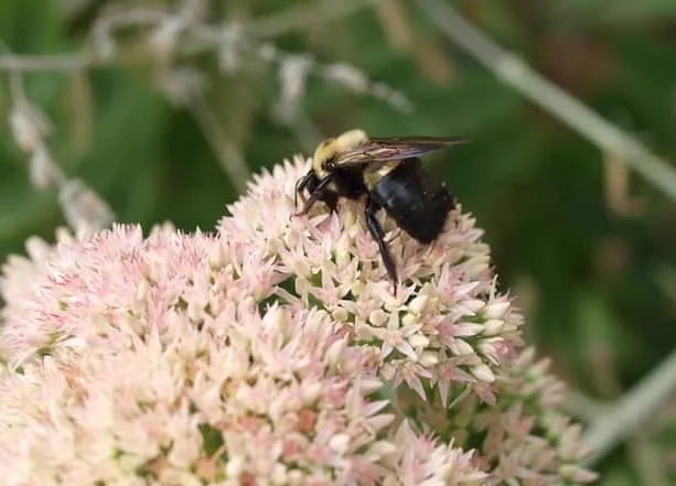 A carpenter bee looks like a bumble bee