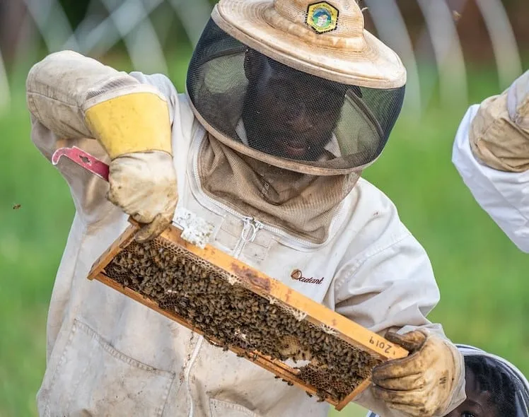 Adding a Second Honey Super