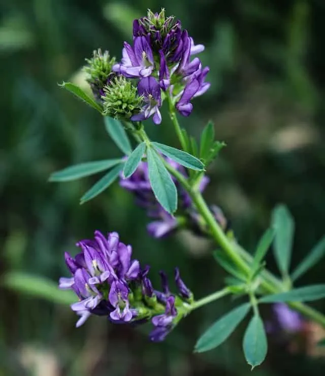 Alfalfa Flowers