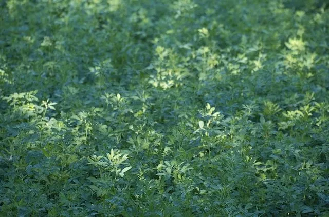 Alfalfa Plants