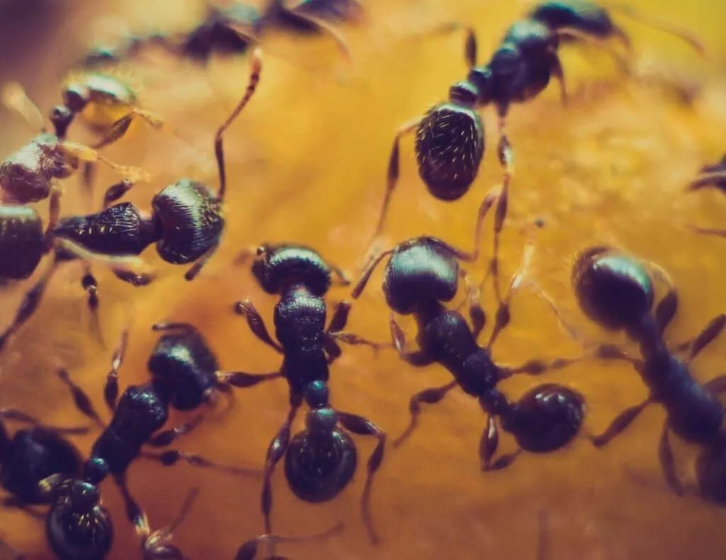 Close-up of ants feeding on honey in a beehive, showcasing the common problem of ants invading beehives