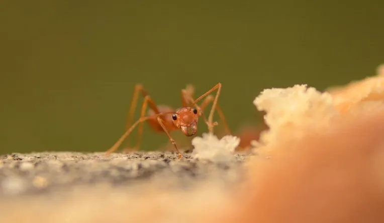 Red ant scavenging near food particles in a beehive, highlighting the issue of ant infestations in beekeeping