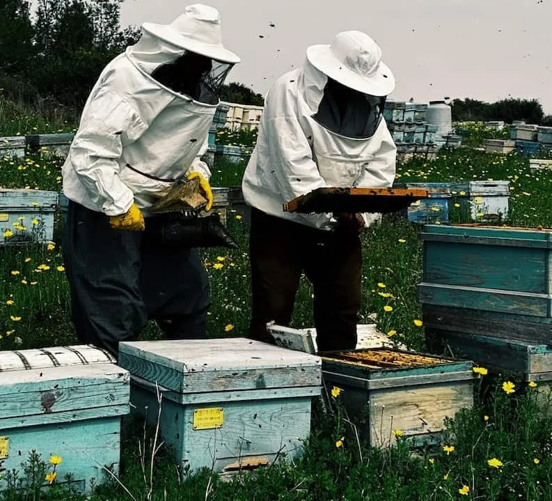 Are Queen Excluders Necessary
