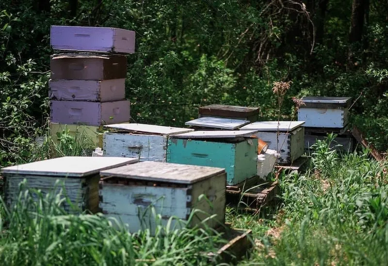 Unpainted and weathered beehives in an outdoor apiary, ready for a step-by-step painting process