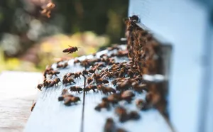 How to Easily Find and Attract a Swarm of Honey Bees