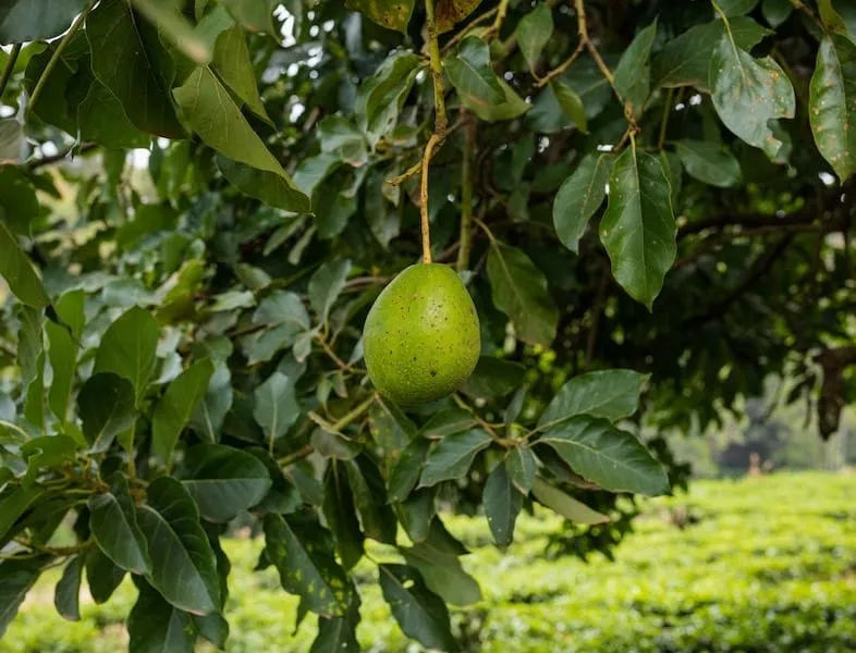 Avocado tree