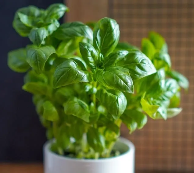 Basil