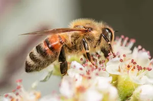 Exploring The Anatomy Of A Bee