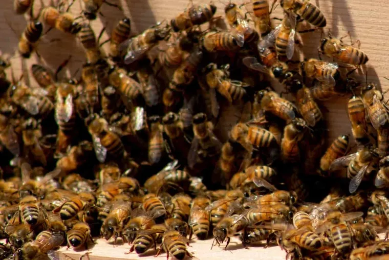 Bee Bearding: Should You Be Concerned When Your Bees Beard?