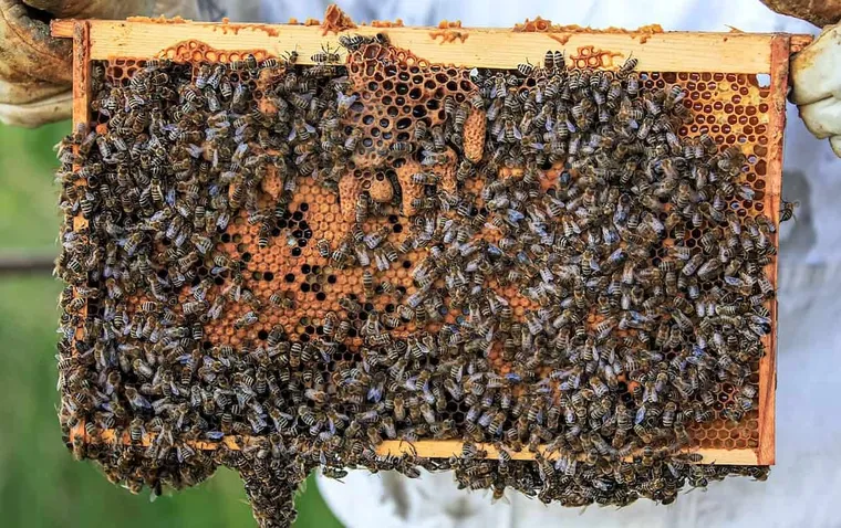 What You Need To Know About Bee Propolis