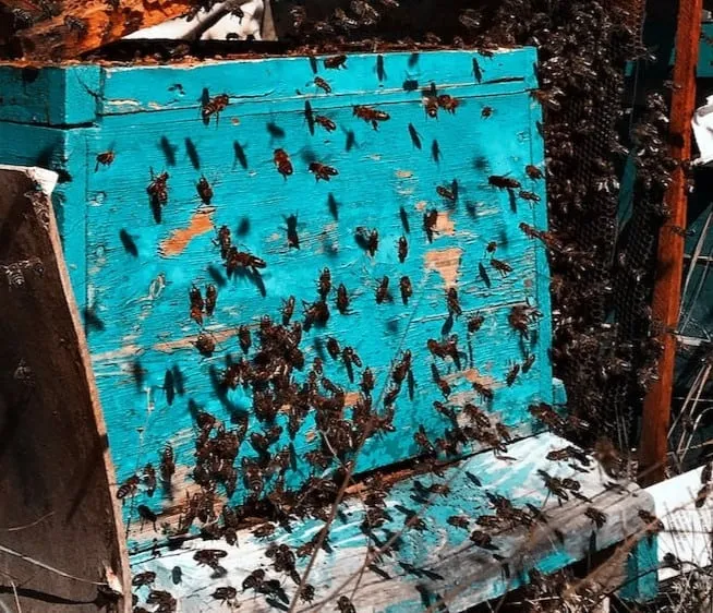 Bee bearding as a sign of swarming