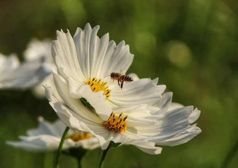Bee collecting nectar and pollen