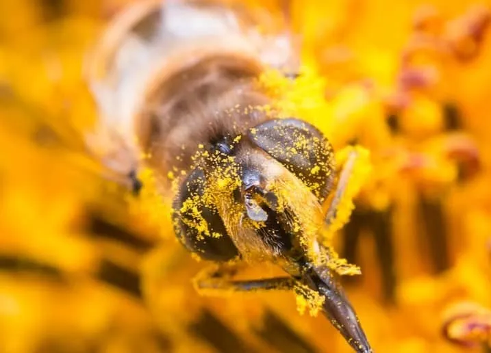 Bee collecting pollen