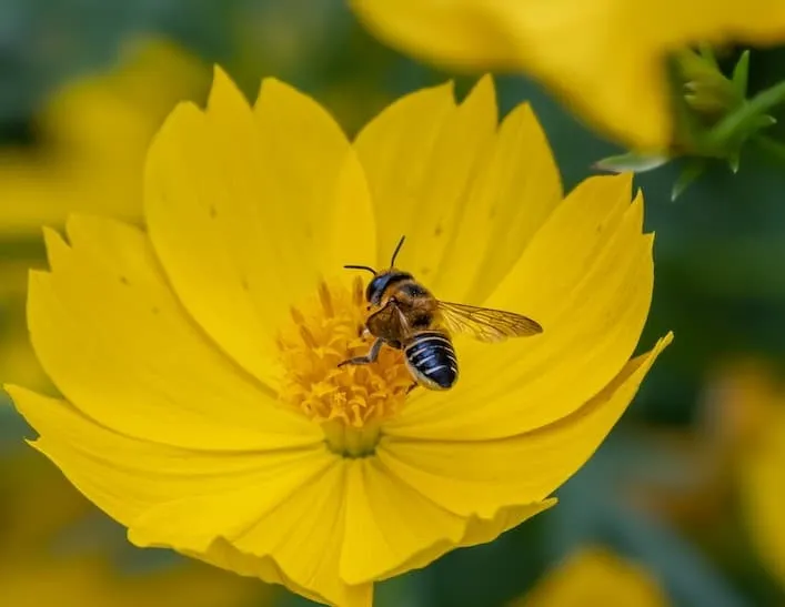 Bee gathering pollen and nectar