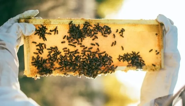 Bee hive construction