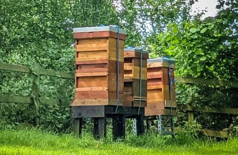 Bee hives