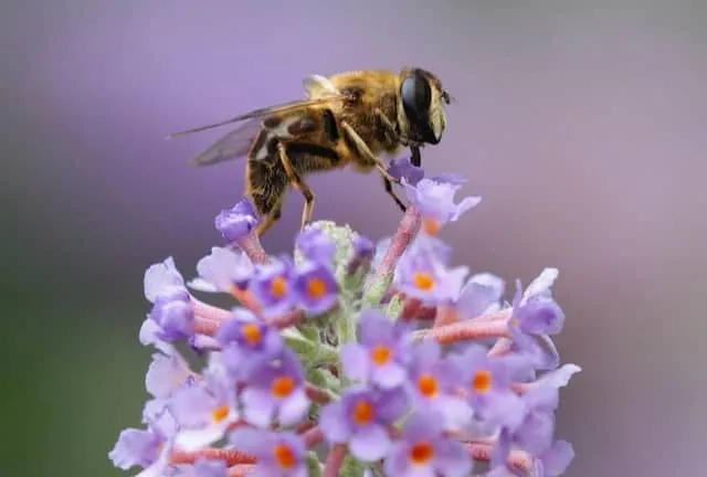 Bee on a flower