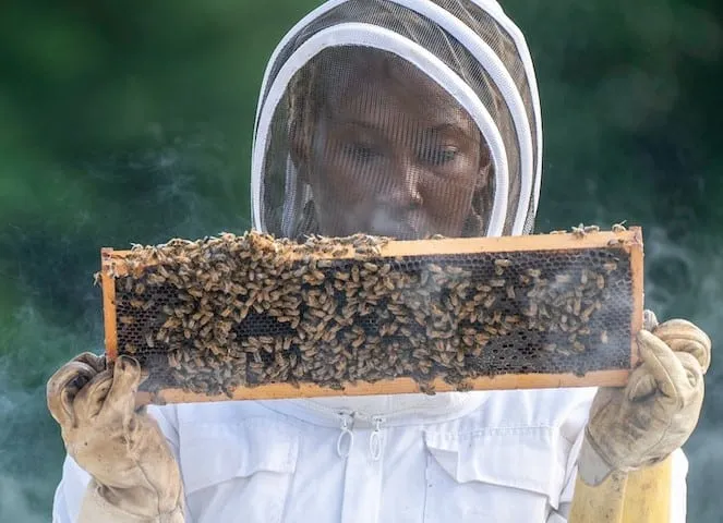 Beehive Inspection Frequency