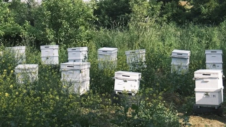 Beehive Located in a Quiet Place
