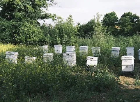 Beehive Placement