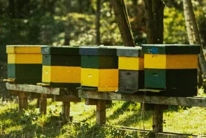 Beehive Placement: Tips for Finding a Perfect Site for Your Bees