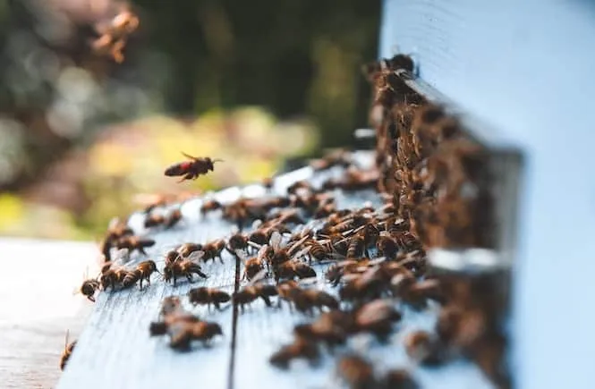 Beehive with a strong population