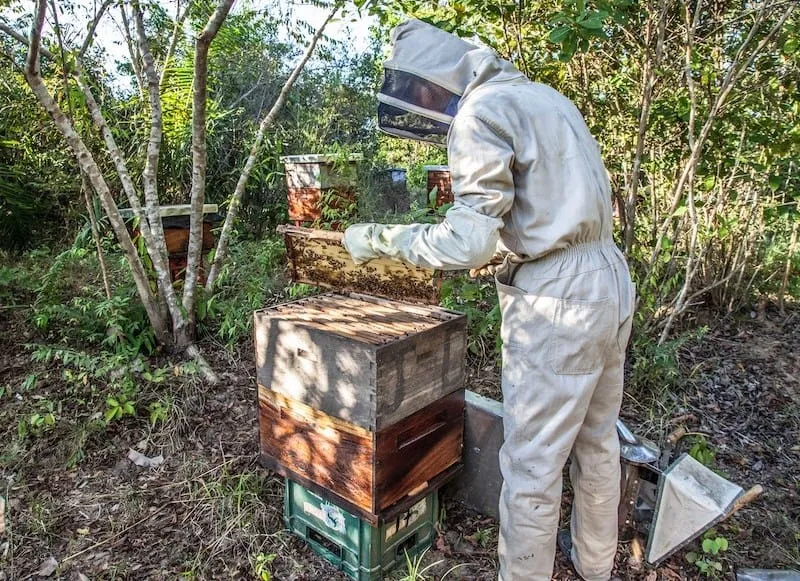 Beekeeper Feeding Bees Sugar Water