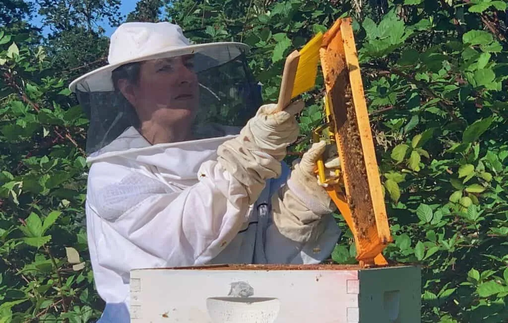 Beekeeper holding a hive tool and bee brush