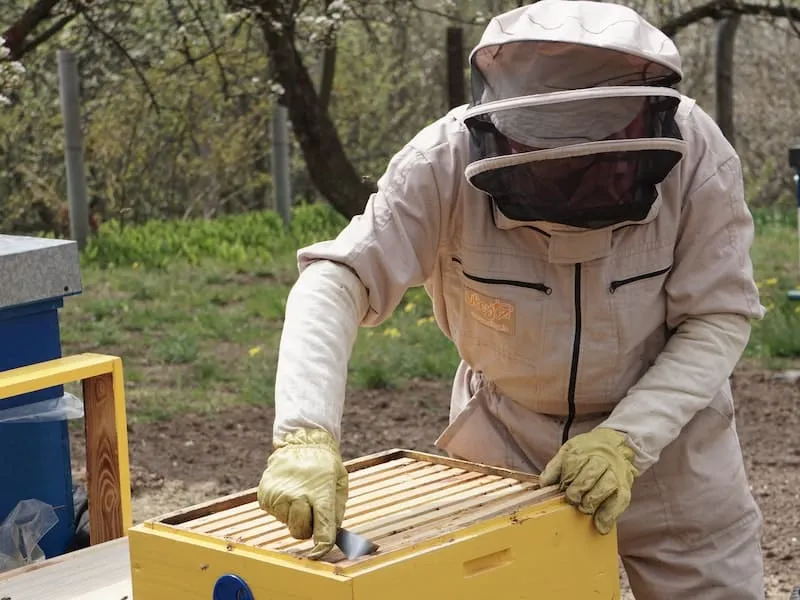 Beekeeper jackets with elastic wrists, gloves, and veil