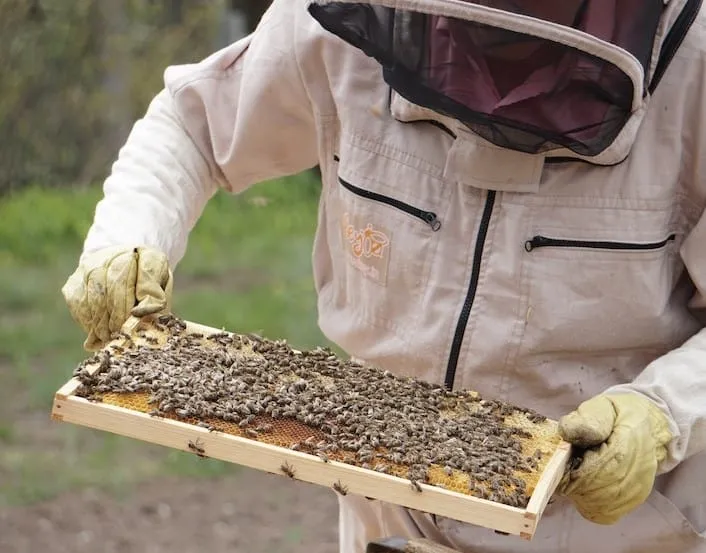 Beekeeper looking at a honey super