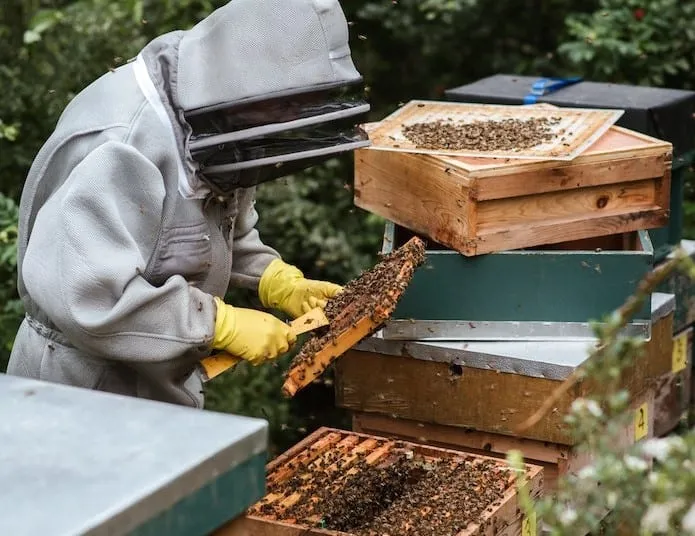 Beekeeper working on beehive