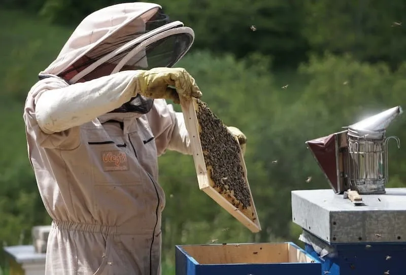 Beekeeper working on beehive