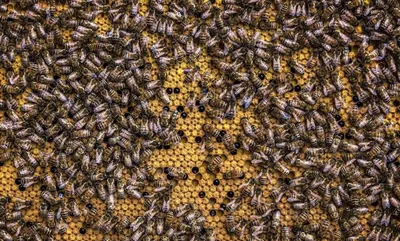 Must-Watch Beekeeping Documentaries