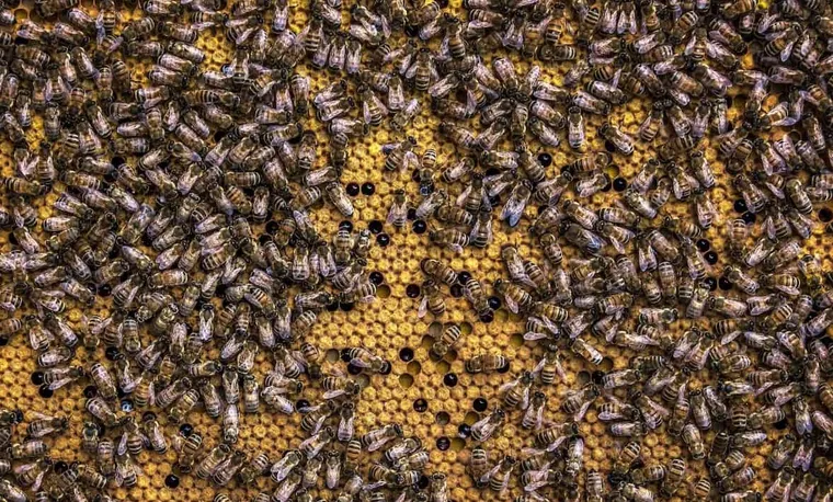 Must-Watch Beekeeping Documentaries