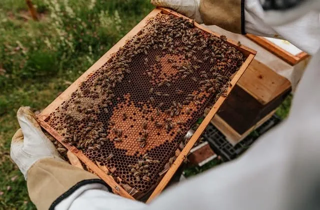Beekeeping