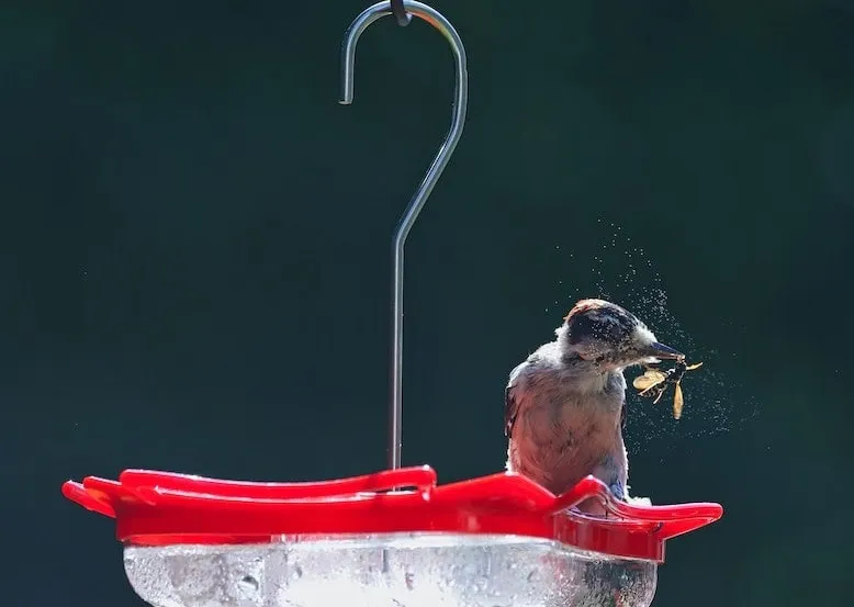 Bees Taking Over Hummingbird Feeder
