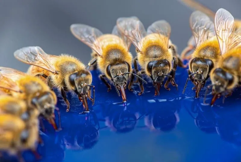 Bees drinking water
