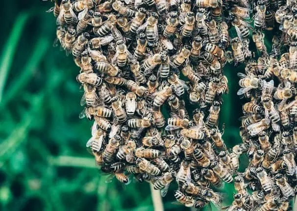 Bees festooning to communicate