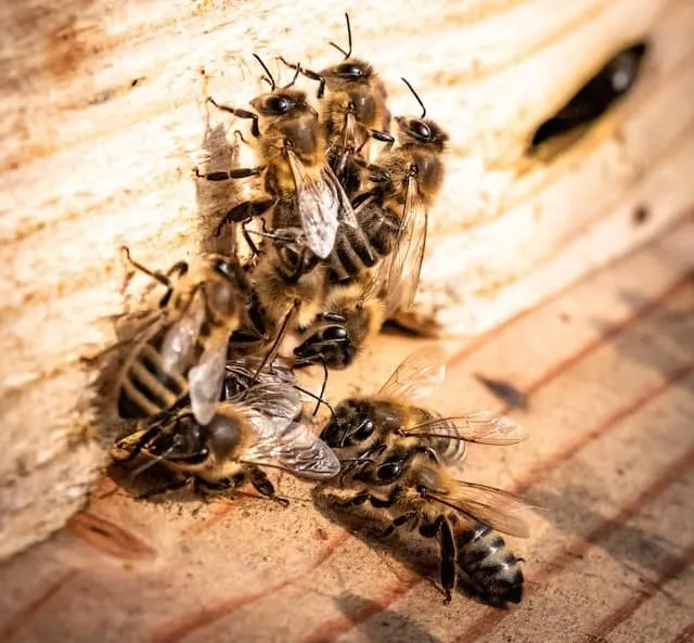 Bees living in your walls