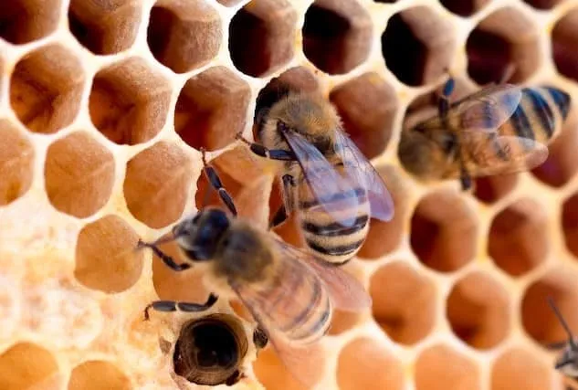 Bees making honey
