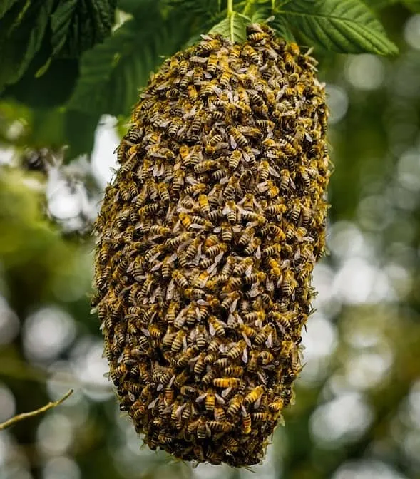 Bee's nest