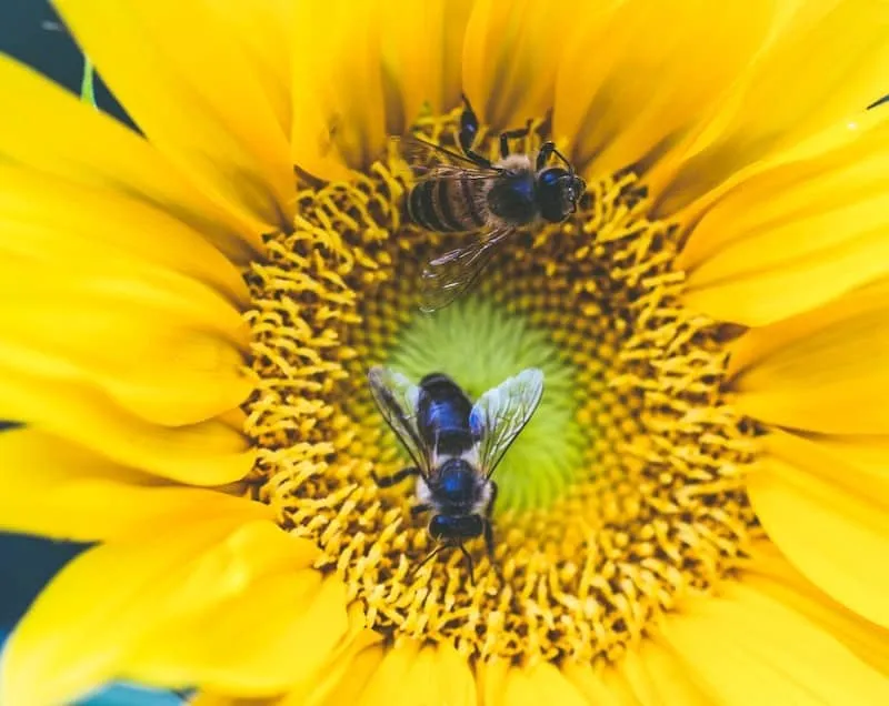 Bees on a flower