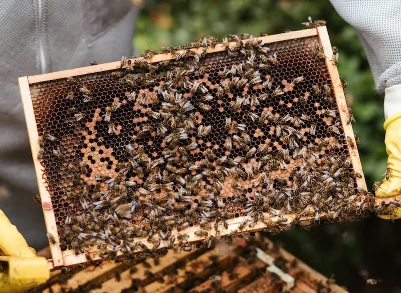 Bees on a hive frame