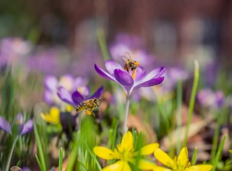 Bees on flowers