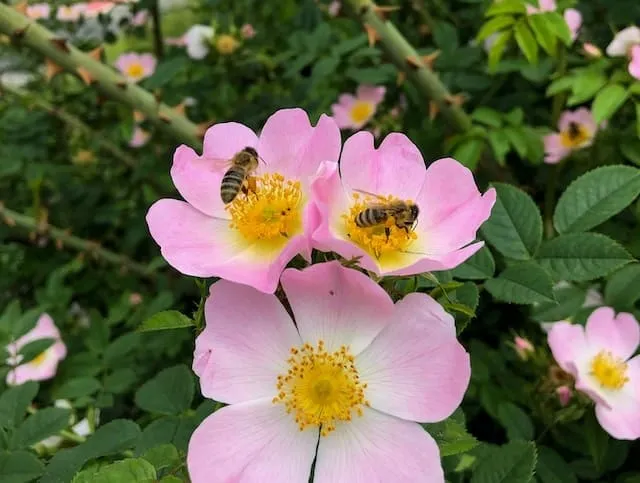 Bees on flowers