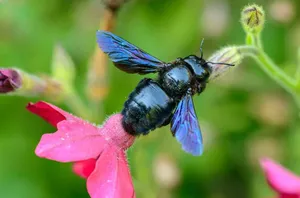Taking A Closer Look At The Blue Carpenter Bee