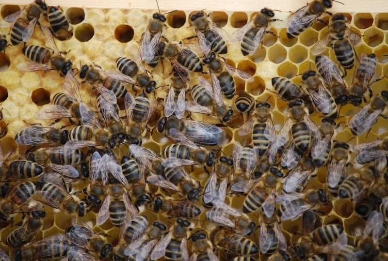 Breeding bees for new queens