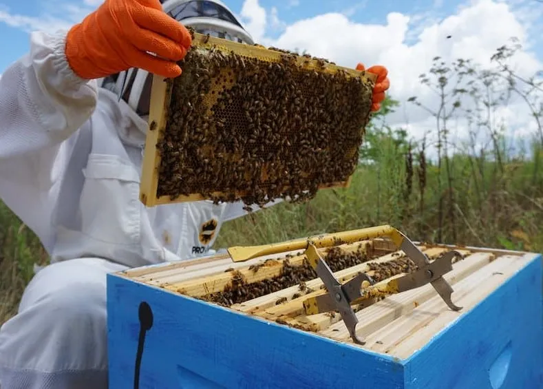 Buckfast bees are gentle and calm