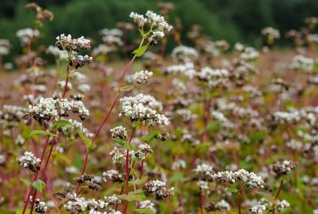 Buckwheat Plant